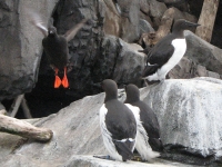 Murres